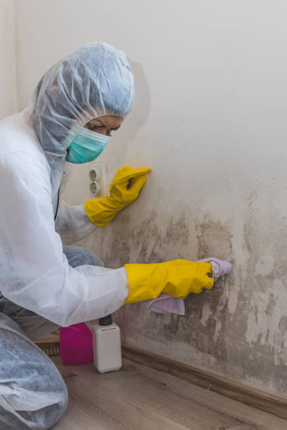 Best Mold-Related Health Consultation  in Estero, FL