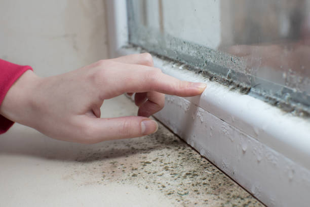 Best Industrial Mold Remediation  in Estero, FL